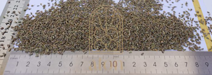 ANISE - Image 2
