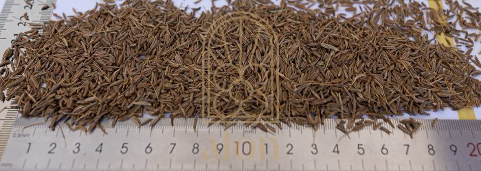 CUMIN - Image 2
