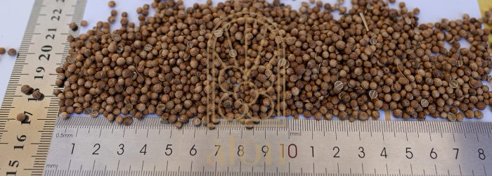 CORIANDER - Image 2