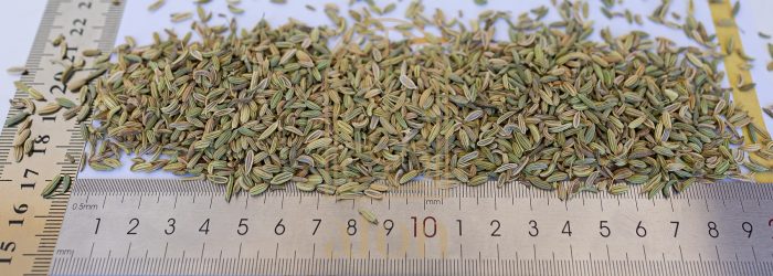 FENNEL - Image 2