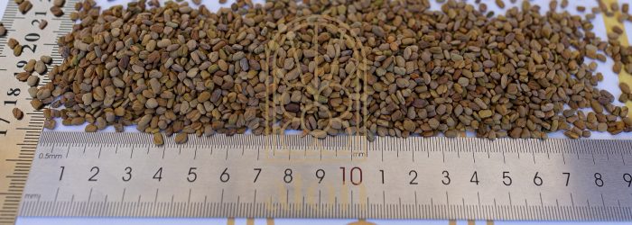 FENUGREEK SEEDS - Image 2