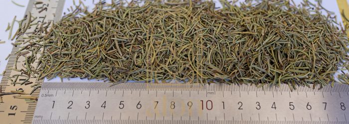 ROSEMARY - Image 2