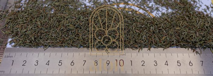 THYME - Image 2